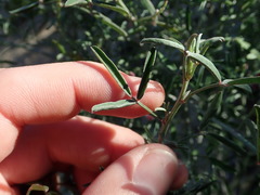 Indigofera candicans