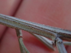 Indigofera candicans