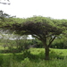 Acacia lahai