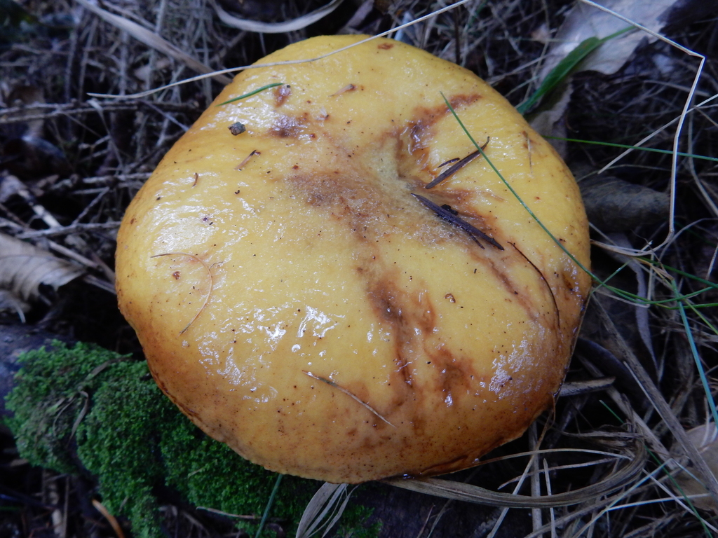 Suillus grevillei · March 2025 · photo: © rayjackson (iNaturalist, cc-by)