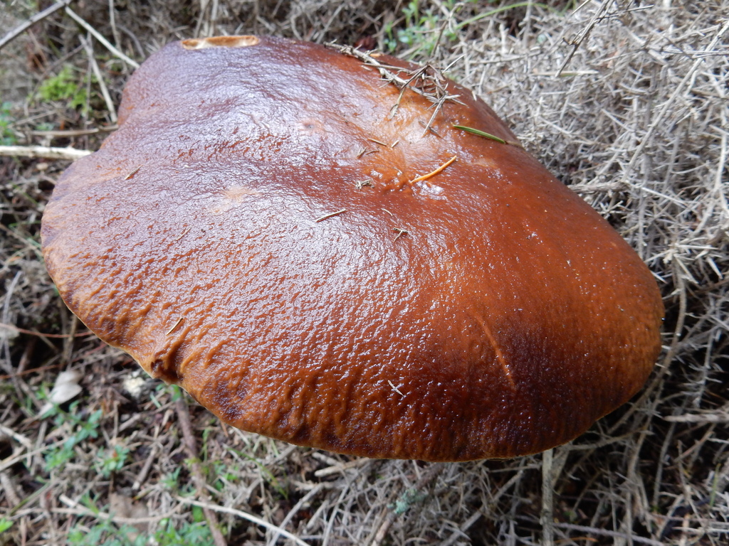 Boletus edulis · March 2025 · photo: © rayjackson (iNaturalist, cc-by)