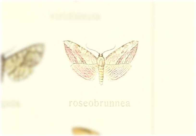 Rhodoneura roseobrunnea