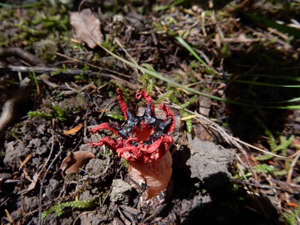 Aseroe rubra · March 2025 · photo: © rayjackson (iNaturalist, cc-by)