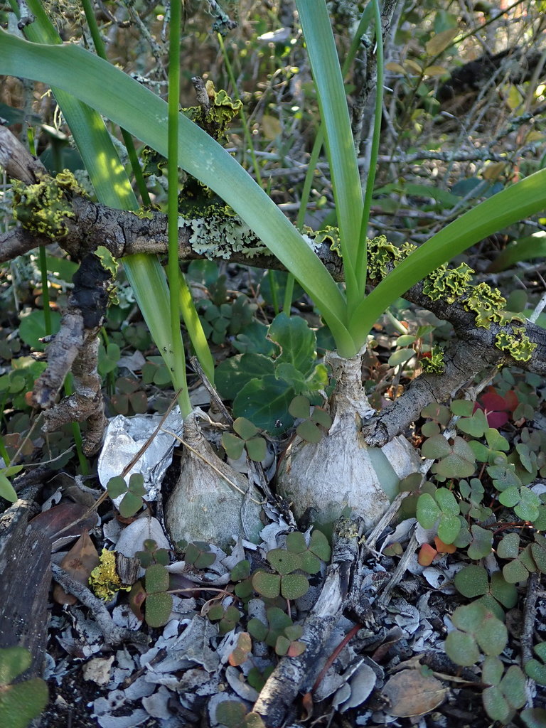 Pregnant onion (Homeowner Plant guide for Gardens) · iNaturalist