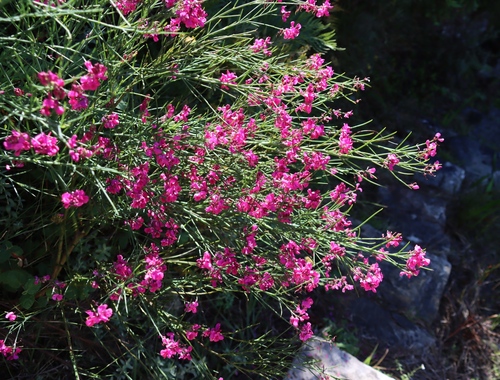 Image of Indigofera filifolia by (c) Tony Rebelo, some rights reserved (CC BY-SA)