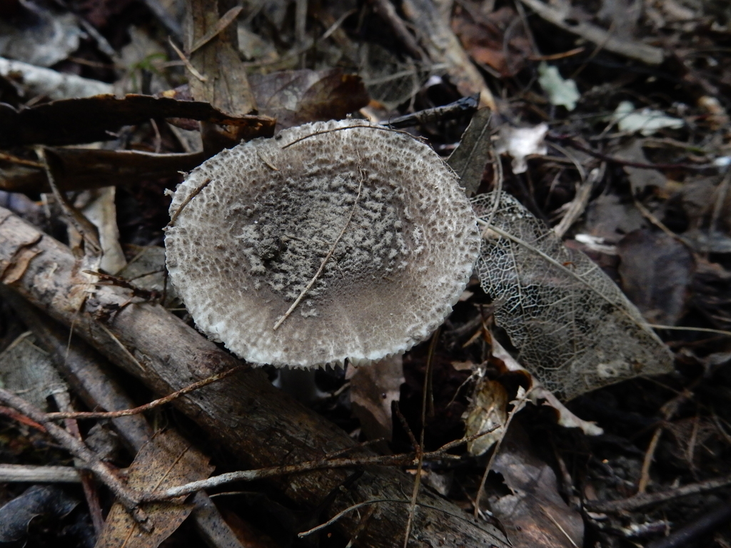 Amanita nehuta · March 2025 · photo: © rayjackson (iNaturalist, cc-by)