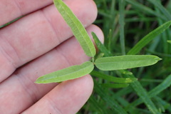 Strophostyles leiosperma