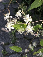 Clematis vitalba