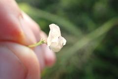 Strophostyles leiosperma