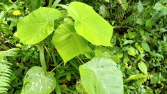 Macaranga carolinensis