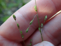 Panicum deustum
