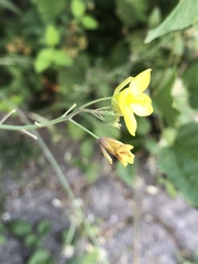 Diplotaxis tenuifolia