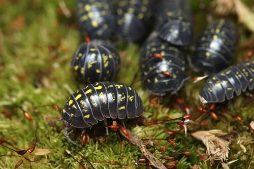 Armadille commune