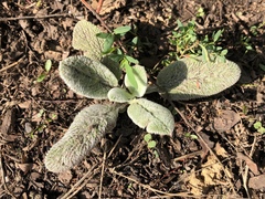 Stachys byzantina