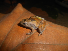 Microhyla berdmorei