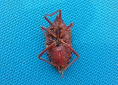 Apodiphus integriceps