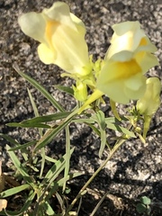 Linaria vulgaris