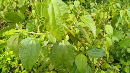 Chromolaena odorata observed 2019-08-14