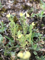 Linaria arenaria