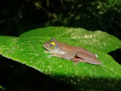 Rhacophorus margaritifer