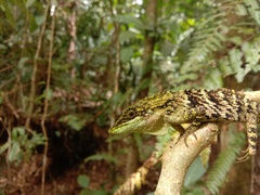 Pseudocalotes tympanistriga