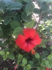 Hibiscus