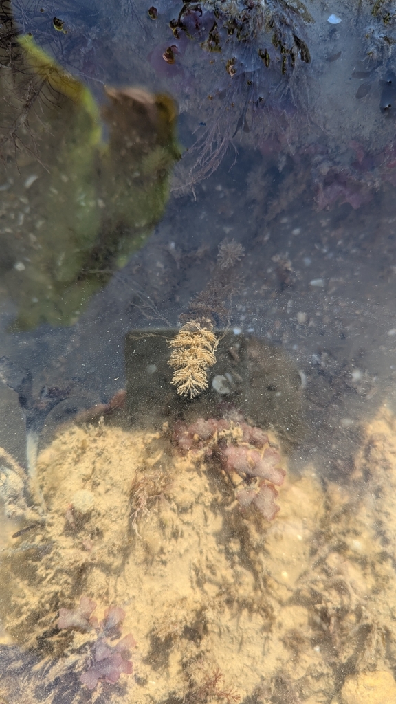 Squirrel's-tail Hydroid
