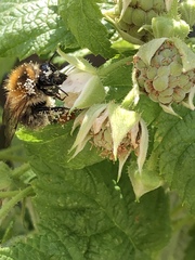 Bombus pascuorum