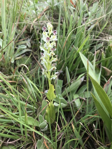 Maroon-eye Mask Orchid (Huttonaea woodii)