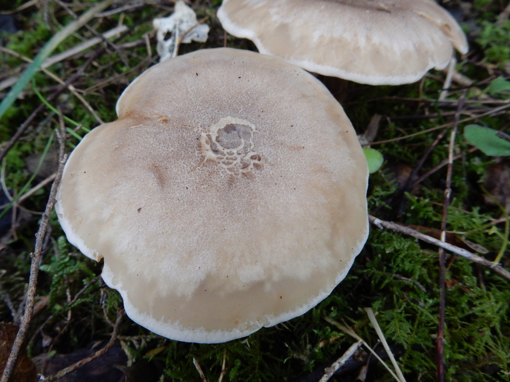 Lepista luscina · March 2025 · photo: © rayjackson (iNaturalist, cc-by)