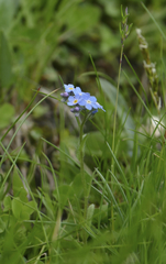 Myosotis alpestris