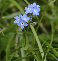 Myosotis alpestris