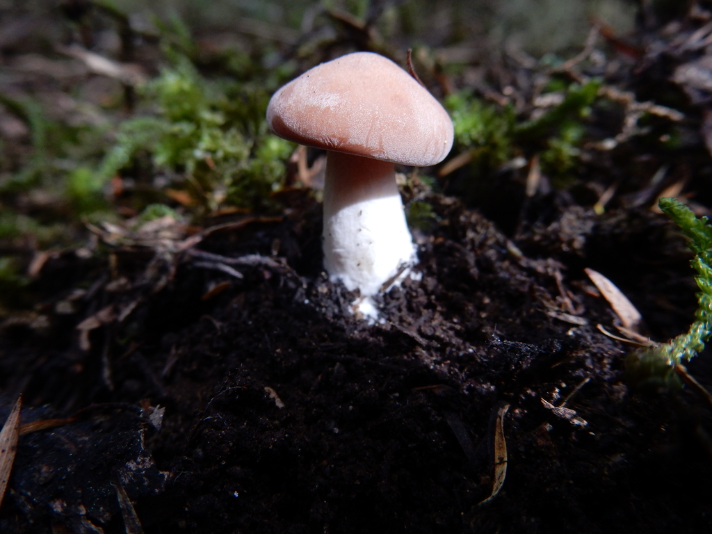 Rhodocybe piperita · March 2025 · photo: © rayjackson (iNaturalist, cc-by)