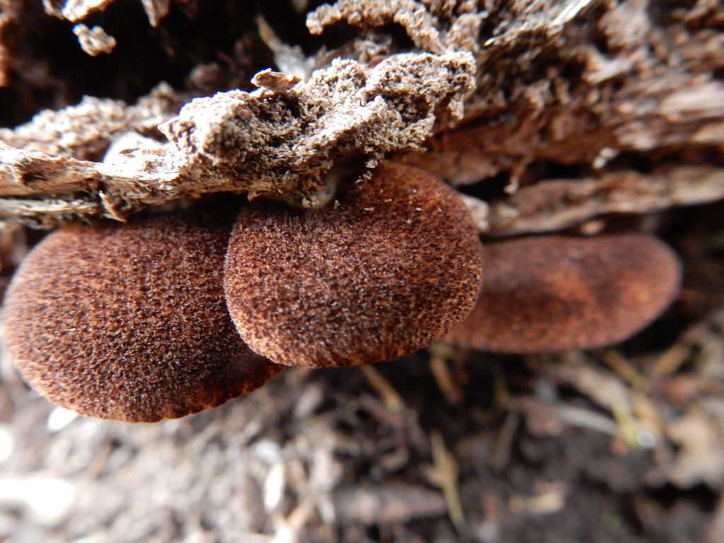 Crepidotus fuscovelutinus · March 2025 · photo: © rayjackson (iNaturalist, cc-by)