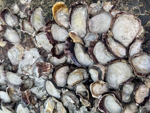 Crassostrea gigas, 2025-03-29