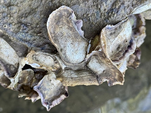 Crassostrea gigas, 2025-03-29