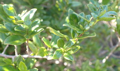 Diospyros simii, photograph (c) Nicola van Berkel, some rights reserved (CC BY-SA)