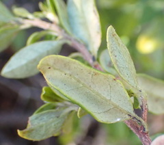 (c) Nicola van Berkel, some rights reserved (CC BY-SA) Diospyros simii, photograph (c) Nicola van Berkel, some rights reserved (CC BY-SA)