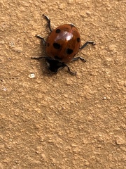 Coccinella septempunctata