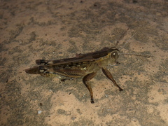 Shirakiacris shirakii