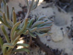 Crassothonna capensis