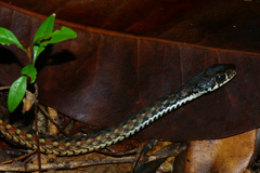 Xenochrophis maculatus