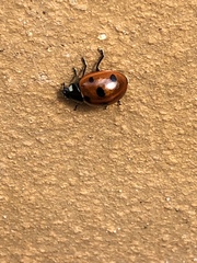 Coccinella septempunctata