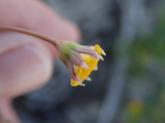 Crassothonna capensis