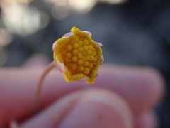 Crassothonna capensis
