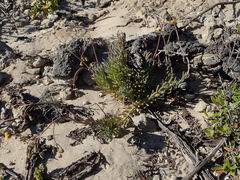 Crassothonna capensis