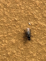 Diptera