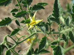 Solanum lycopersicum cerasiforme