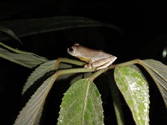 Rhacophorus margaritifer