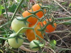 Solanum lycopersicum cerasiforme